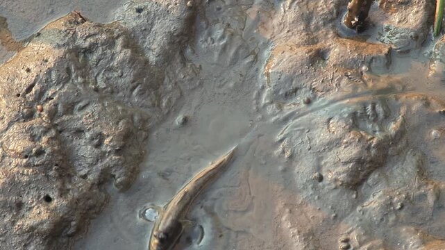 A mudskipper fish rests on wet 