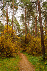 Fototapeta premium Forest path in autumn park with tall pine trees and golden foliage. Nature trail in seasonal woodland for outdoor activity. Scenic landscape.