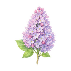 Obraz premium PNG Vibrant lilac floral illustration