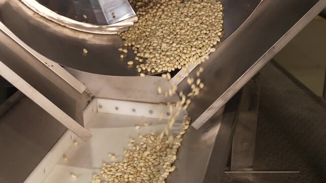 Processing and roasting of peanuts on an industrial scale. Industrial food production. Peanuts on conveyor belt in food processing plant production line