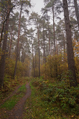 Fototapeta premium Forest path in autumn through tall pines and maple trees with golden yellow foliage. Natural beauty and tranquility perfect for background image and travel concept. Golden autumn.