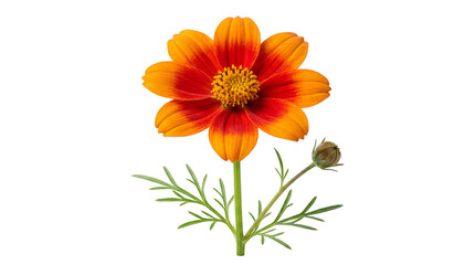 Orange and red Coreopsis flower with green stem and bud, isolated PNG with Transparent Background