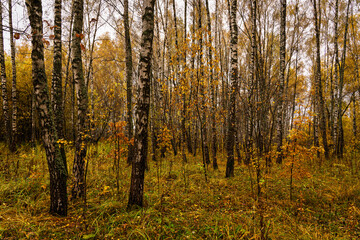 Obraz premium Autumn forest with tall birch tree trunks and fallen yellow leaves on the ground. Natural seasonal scenery, nature background.