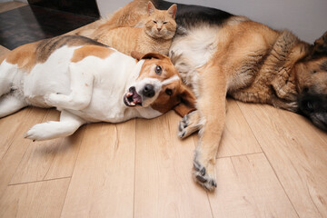 Group of domestic pets with a yawning beagle dog resting on a wooden floor.