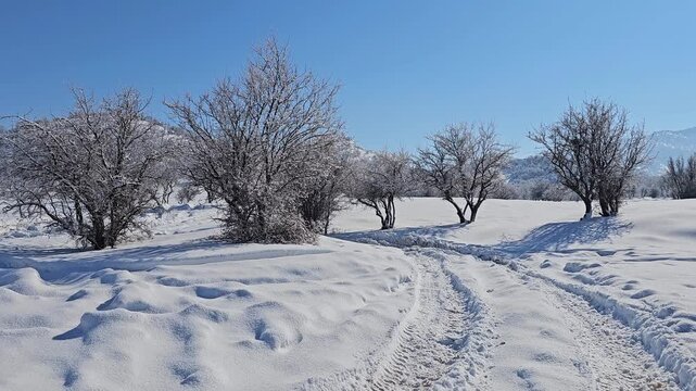 Snow-covered winter landscape with frosty trees, clear blue sky, and vehicle tracks leading through the serene, untouched snowy terrain.  
📍Marivan, Kurdistan 