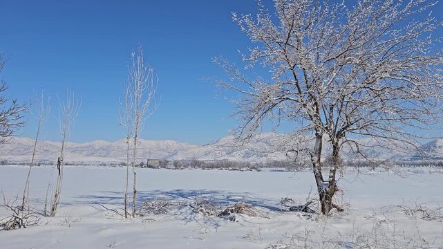 Lonely tree in snowy winter field with distant mountains under clear blue sky in peaceful natural landscape.  
📍Marivan, Kurdistan 