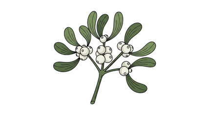 A mistletoe plant with white berries and green leaves illustrated from a direct viewpoint.