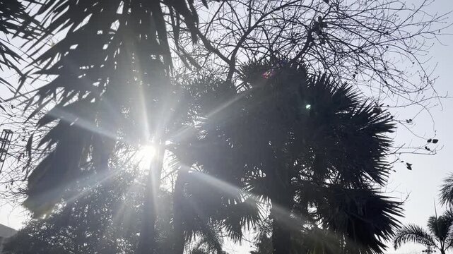 Bright rays of the sun make their way through the folio and branches of trees.