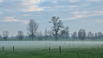 Naklejka premium Misty meadow with bare willow and poplar trees under a cloudy winter sky in Oude Kalevallei nature reserve, Vinderhoute, Belgium 