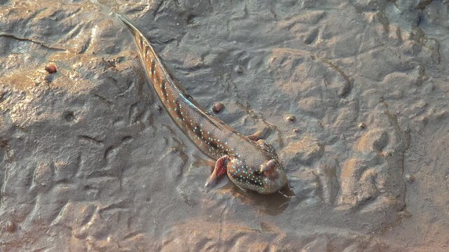 A mudskipper fish rests on wet 