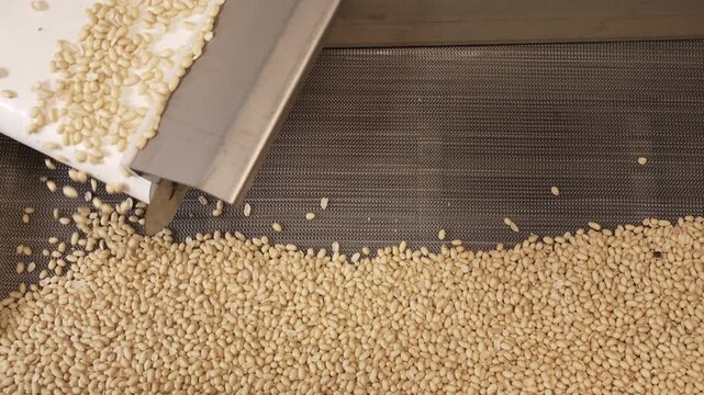 Processing and roasting of peanuts on an industrial scale. Industrial food production. Peanuts on conveyor belt in food processing plant production line
