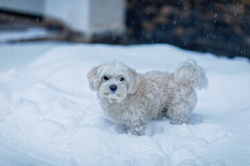 Small white dog standing in fresh snow during winter snowfall, outdoor pet portrait with soft light, cold weather scene, real life.