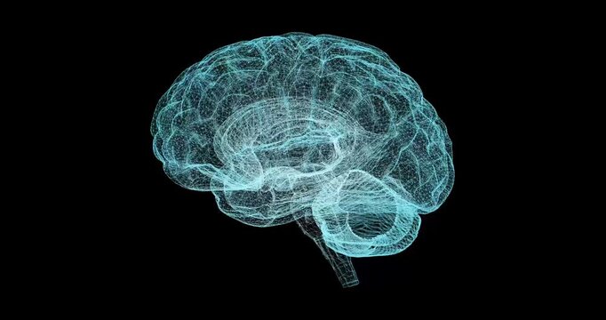 A rotating model of the brain spins smoothly in space, demonstrating a complex structure of neural connections. Seamless animation creates the effect of endless movement, immersing the viewer in the w