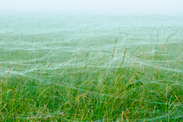 Blanket of spider webs over high flowering grass in a misty meadow 