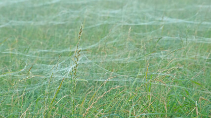 Blanket of spider webs over high flowering grass in a misty meadow 