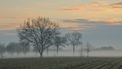 Naklejka premium Misty field with bare trees under a colourful cloudy sky in Oude Kalevallei nature reserve, Vinderhoute, Belgium 