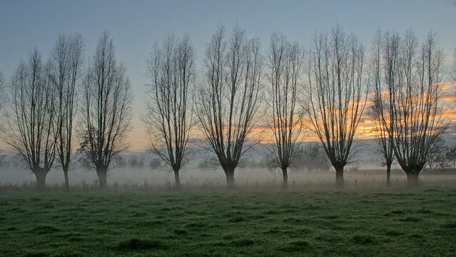 Misty meadow with bare pollard willow trees inder a colourful cloudy sky in Oude Kalevallei nature reserve, Vinderhoute, Belgium 