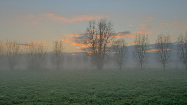 Misty meadow with bare pollard willow trees inder a colourful cloudy sky in Oude Kalevallei nature reserve, Vinderhoute, Belgium 