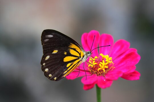Close up of a  belanois java butterfly perched on a zinia flower