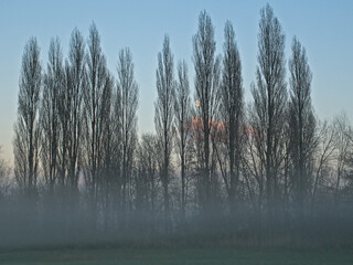 Misty landscape with  bare poplar tree silhouettes and colorful evening sky with moon in Oude Kalevallei nature reserve, Vinderhoute, Belgium 