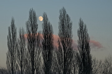 Bare poplars on an evening sky with almost full moon in the Flemish countryside. 