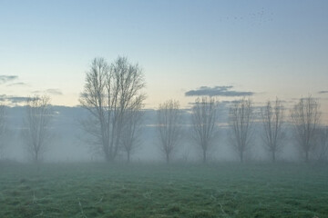 foggy meadow with bare pollarded willow trees under a colourful cloudy sky in Oude Kalevallei nature reserve, Vinderhoute, Belgium 