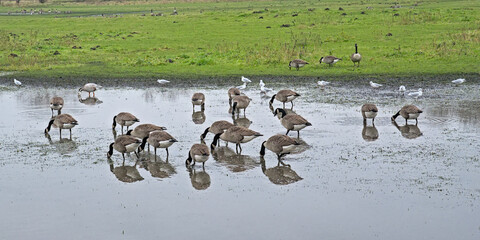 flock of canada geese in the marsh with reflections in the water in Bourgoyen nature reserve. Ghent, Flanders, Belgium  © Kristof Lauwers