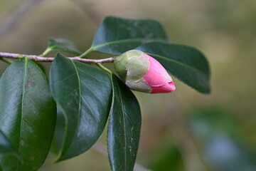 椿のつぼみ