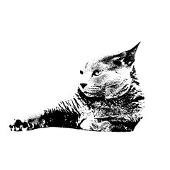 猫の顔　シルエット　スプレーアート風