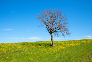 A single bare tree in a dandelion meadow in spring, blue sky.