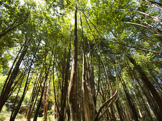 Fototapeta premium Agarwood tree in the plant,Perfume industry