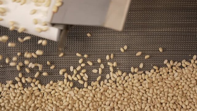 Processing and roasting of peanuts on an industrial scale. Industrial food production. Peanuts on conveyor belt in food processing plant production line