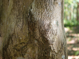 Obraz premium Agarwood tree in the plant,Perfume industry