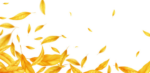 Autumn Falling Leaf Overlay Collection with Yellow and Orange Leaves Scattered on White Background for Seasonal Design Themes