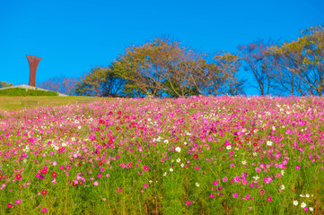 白木峰高原のコスモス