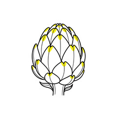 Artichoke illustration with yellow accents on white background  