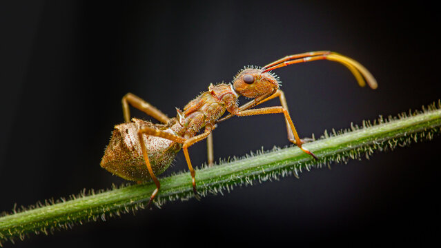 Assassin bug nymph crawling on hairy stem