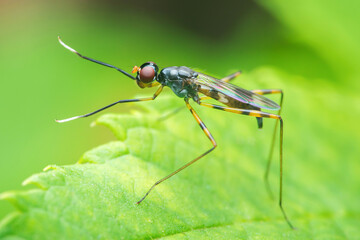 Long-legged fly standing on green leaf