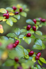 Obraz premium Red berries on a green bush in autumn