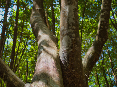 Agarwood tree in the plant,Perfume industry