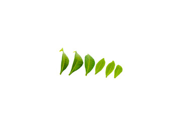Obraz premium Exploring Leaf Structure: Six Green Leaves Arranged in a Row on a Transparent Background for Plant Enthusiasts and Nature Lovers.