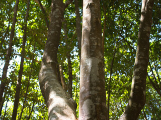 Agarwood tree in the plant,Perfume industry
