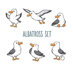 Obraz premium Albatross Sea Bird Character Set with Flying and Resting Poses for Marine Life Education and Coastal Wildlife Nature Conservation Graphic Designs