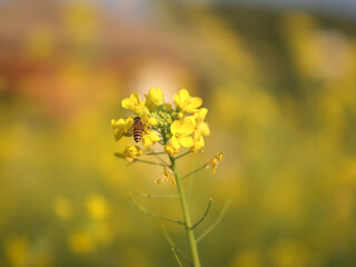 Bees collecting nectar from yellow flowers © Dong