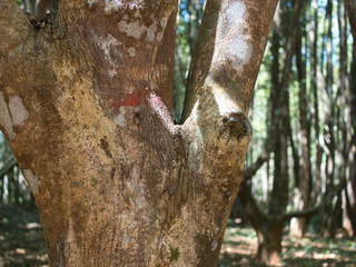 Obraz premium Agarwood tree in the plant,Perfume industry
