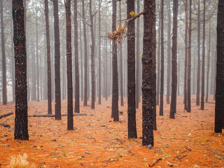 Foresta rossa nella nebbia