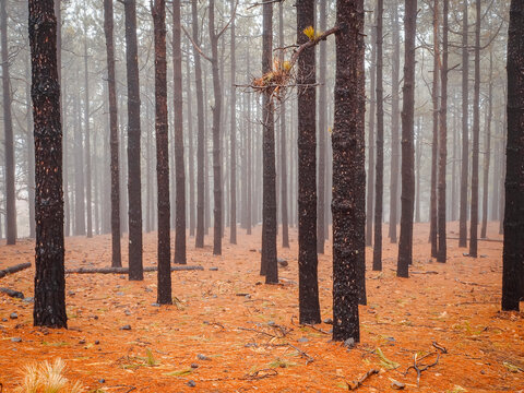 Foresta rossa nella nebbia