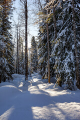 Winter in the Arctic.