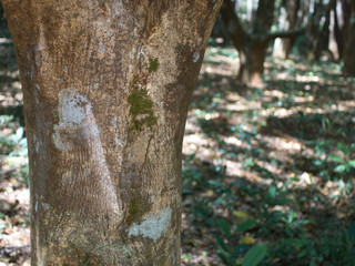 Obraz premium Agarwood tree in the plant,Perfume industry