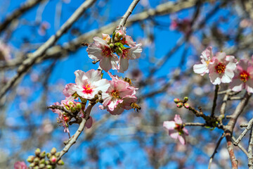 Bees diligently collect nectar